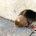 ネズミ