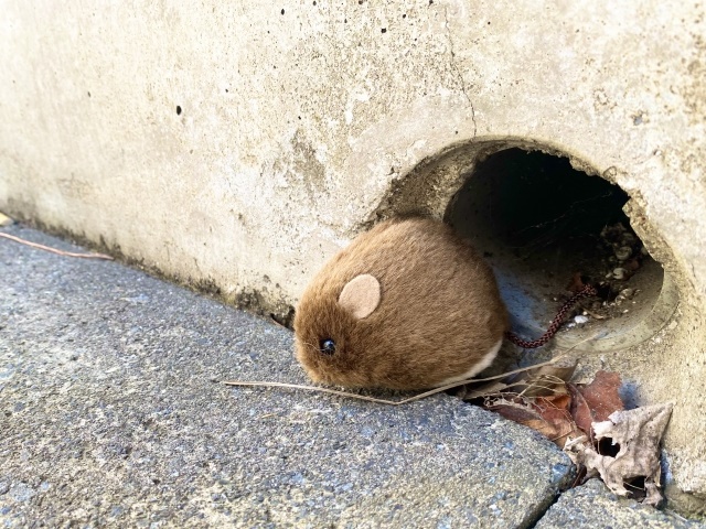 ネズミ